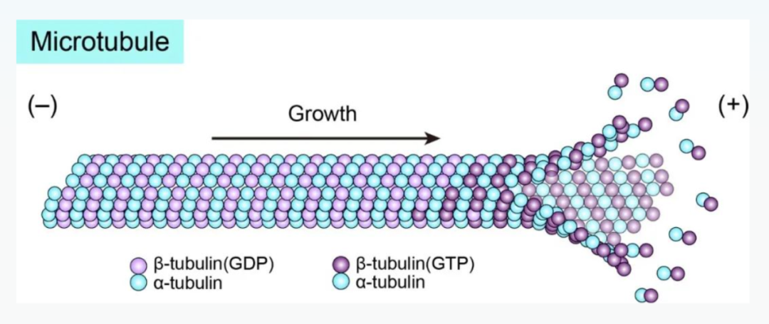Science重磅：首次捕獲人類細胞“高速公路”構建過程的高分辨率圖像，為微管相關疾病的治療指明新的方向！