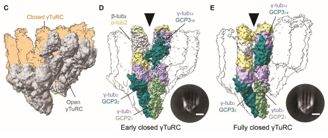 Science重磅：首次捕獲人類細胞“高速公路”構建過程的高分辨率圖像，為微管相關疾病的治療指明新的方向！