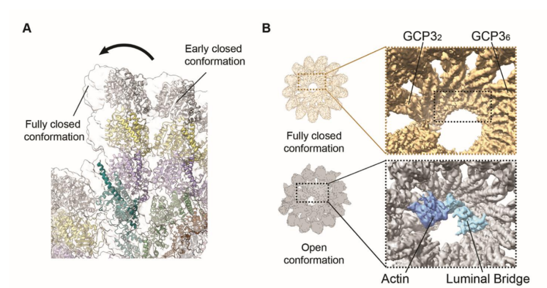 Science重磅：首次捕獲人類細胞“高速公路”構建過程的高分辨率圖像，為微管相關疾病的治療指明新的方向！